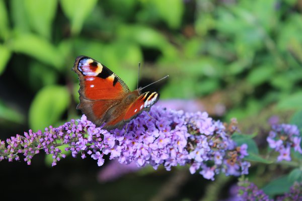 Buddleja davidii Lilac Chip mit einem Schmetterling