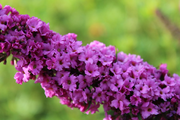 der pinkfarbene Miniatursommerflieder der pinkfarbene Miniatursommerflieder