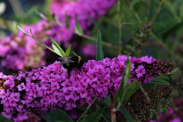 Sommerflieder mit einer Biene auf der Rispe