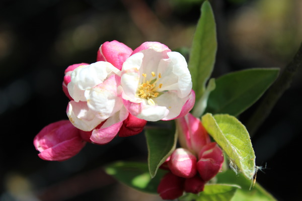 Malus 'Pomzai' Blte