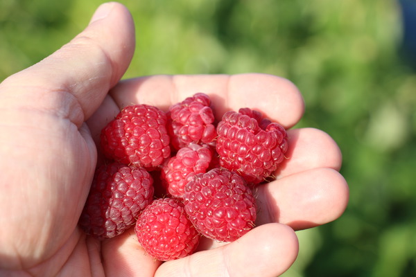 Zwerghimbeere Lowberry Little Sweet Sister (Rubus idaeus)