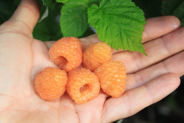 Zwerghimbeere Lowberry® 'Little Orangelina'®, Rubus idaeus