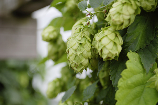 Hopfendolden der Sorte Gimli, Hopfen anpflanzen