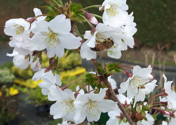 Zwergkirsche Brillant (Prunus Brillant) Zwergkirsche Brillant (Prunus Brillant)