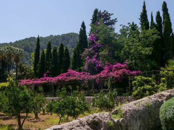 Orangen aus Soller