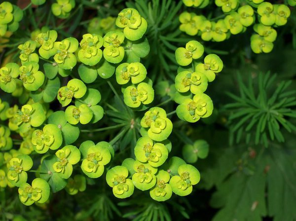Zypressen-Wolfsmilch (Euphorbia cyparissias)