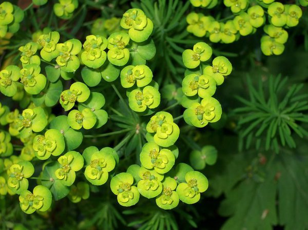 Zypressen-Wolfsmilch (Euphorbia cyparissias) 