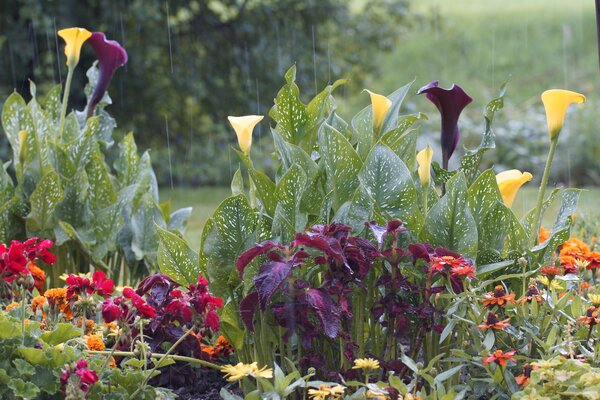 Wetter und Pflanzengesundheit, Regen, Rabatte