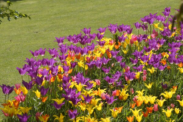 Tulpenbeet, sonniger Standort, sonnig, Blumenzwiebeln