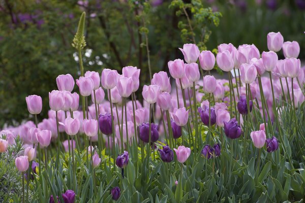Tulpen, Beet, Rabatte, Frhling, Blumenzwiebeln