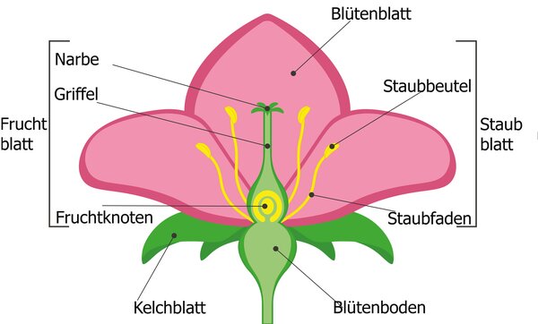 Vaccinium, Heidelbeere, Blte