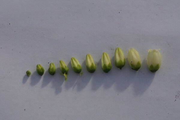 Vaccinium, Heidelbeere, Blte, Zchtung