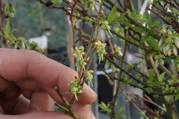 Heidelbeeren kreuzen
