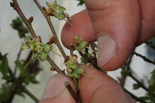 Heidelbeeren kreuzen