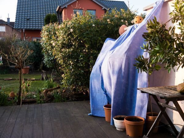 Mit Decken und Gardienen kann der Zitronenbaum vor frhem Frost geschtzt werden - so wird ein Frostschaden vermieden