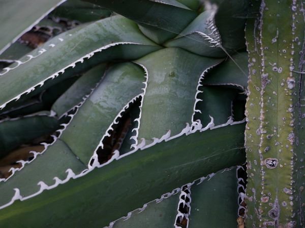 Agave kerchoveii