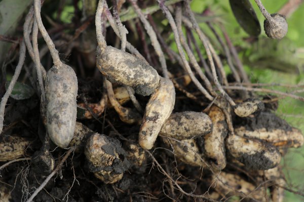 Erdnuss Ernte Peanuts Not Just Peanuts