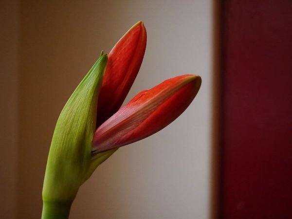 Amaryllis muss öfter gegossen werden