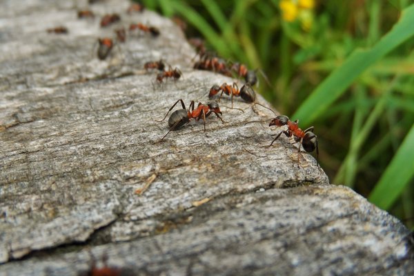 >Ameisen im Garten oder Blumentopf - Schdlinge oder Ntzlinge?