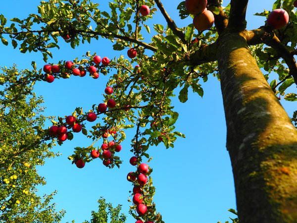 Apfelbaum Hochstamm Malus