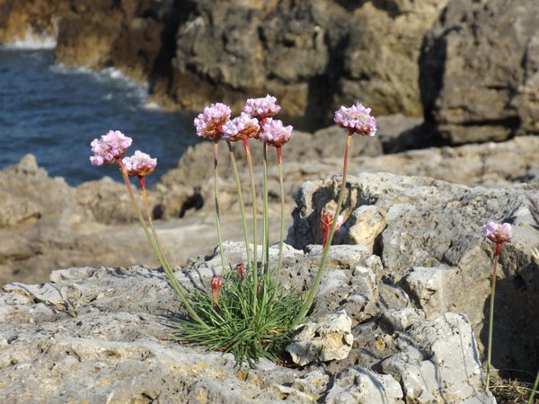 Armeria maritima