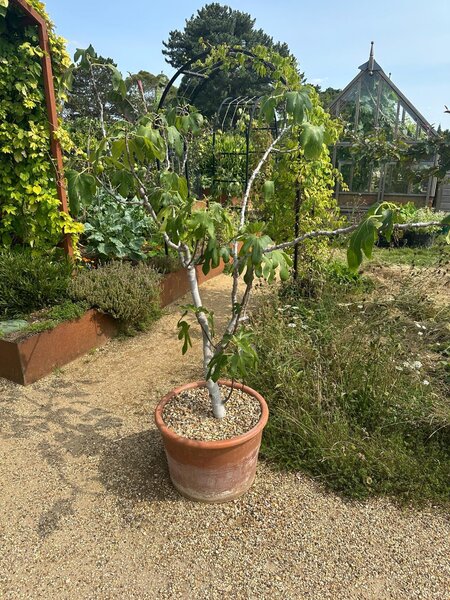 Figuier de la faim, figuier en pot, Wisley Garden Angleterre