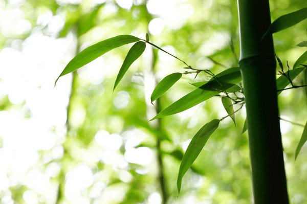 Die richtige Pflege für den Bambus.