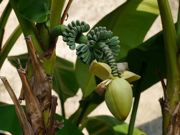 Bananenstauden pflanzen