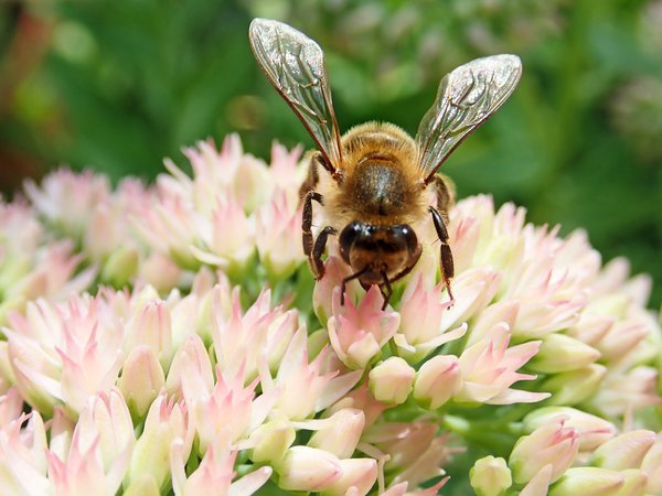 Sedum Biene