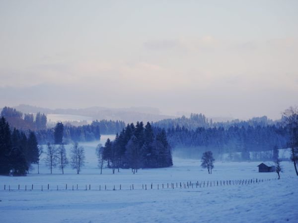 Pflanzen im Winter