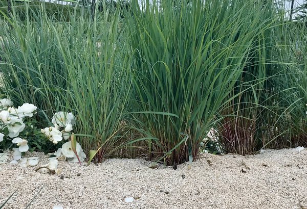 Winterharte Gräser Amerikanischer Strandhafer