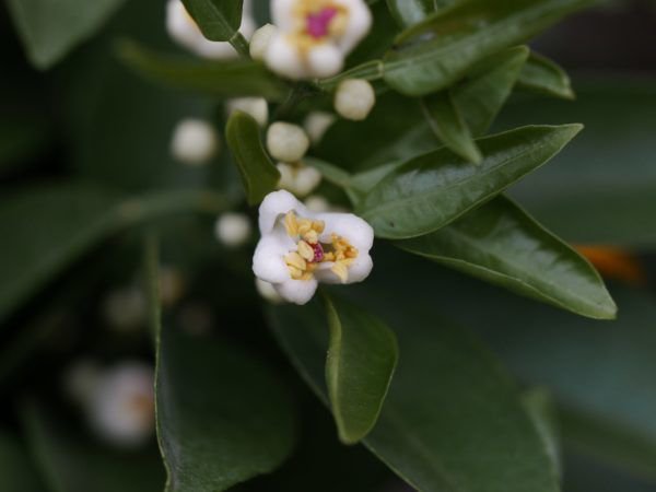 Blüte der Blutorange