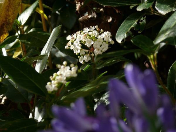 Viburnum burkwoodii