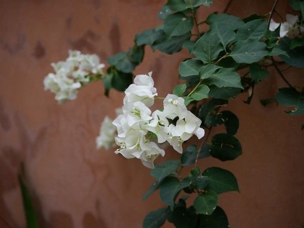 Bougainvillea mit weißer Blüte: Besonders elegant