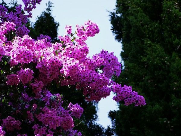 Garten von Alfabia
