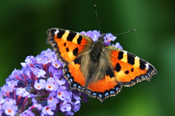 Bestubung der Blten, Sommerflieder, Schmetterling, Buddleja davidii, Lubera