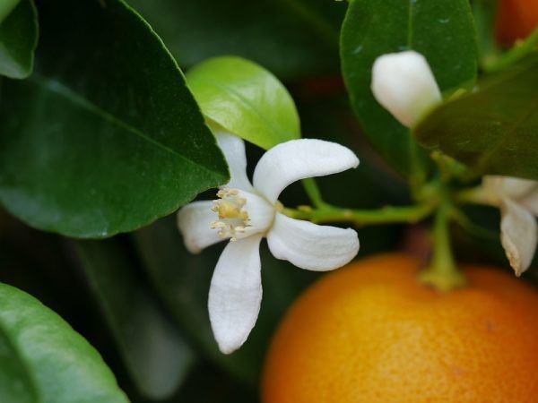 Der Dreiklang der Farben begeistert viele fr das Orangenbumchen