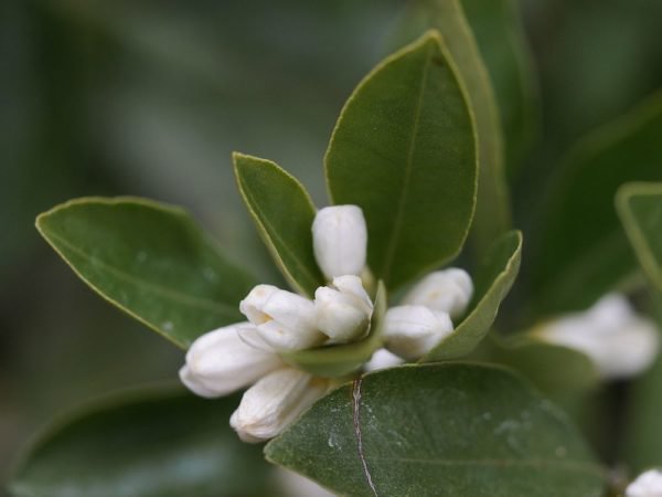 Schneeweisse Knospen erfreuen den Betrachter