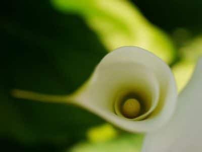 Blte der Calla Blume