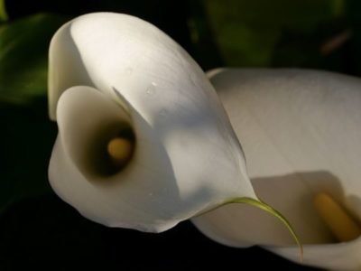 Die Blte der Calla Blume kann durchaus gro werden