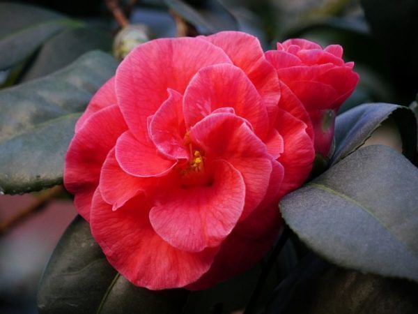 Kamelienblüte
