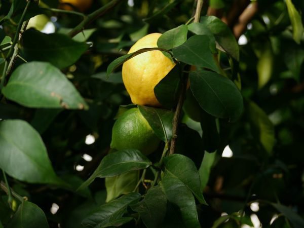 Die Früchte der Zitrone sind strahlend gelb