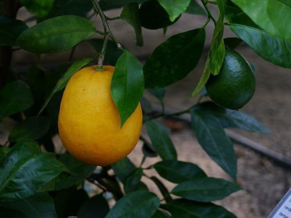 Citrus sinensis Oblungus ist eine seltene Orangensorte