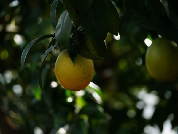 Die wichtigsten Orangensorten