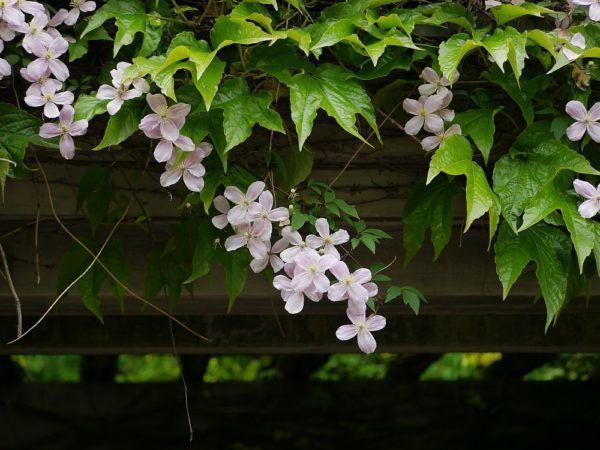 Klassische Kletterpflanzen für den Balkon: Klematis und Wilder Wein