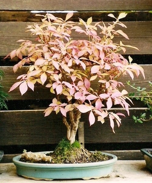 Korkflügelstrauch als Bonsai