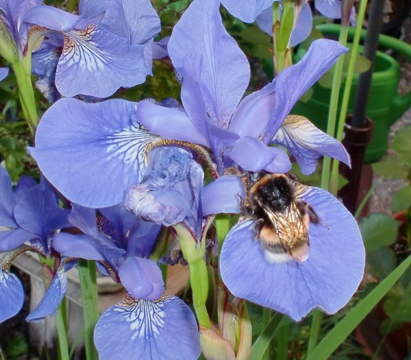 Iris sibirica, insektenfreundliche stauden