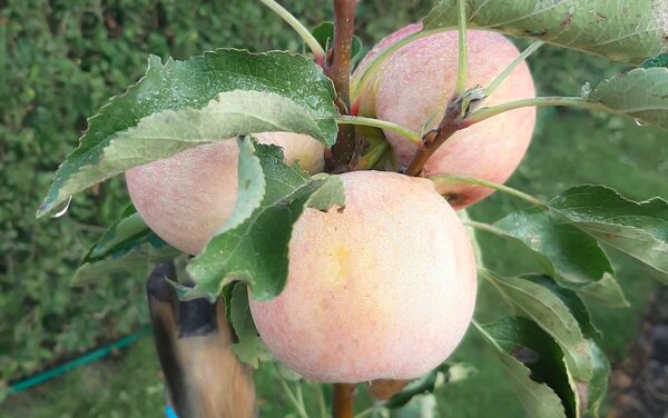 Equilibro, Apfel, Sulenapfelbaum