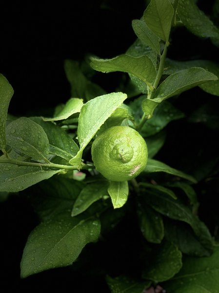 Citrus meyeri, Meyerzitrone