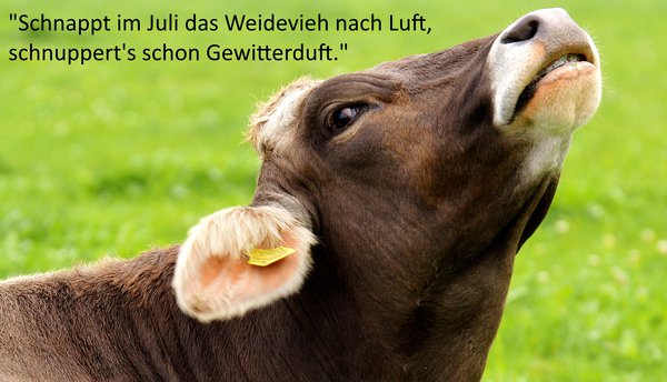 Bauernregeln für Juli Kuh Lubera